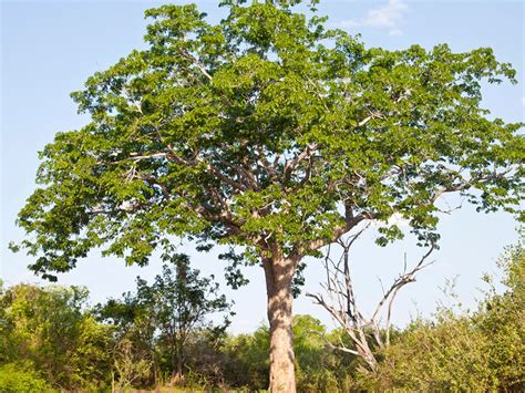 mahigani